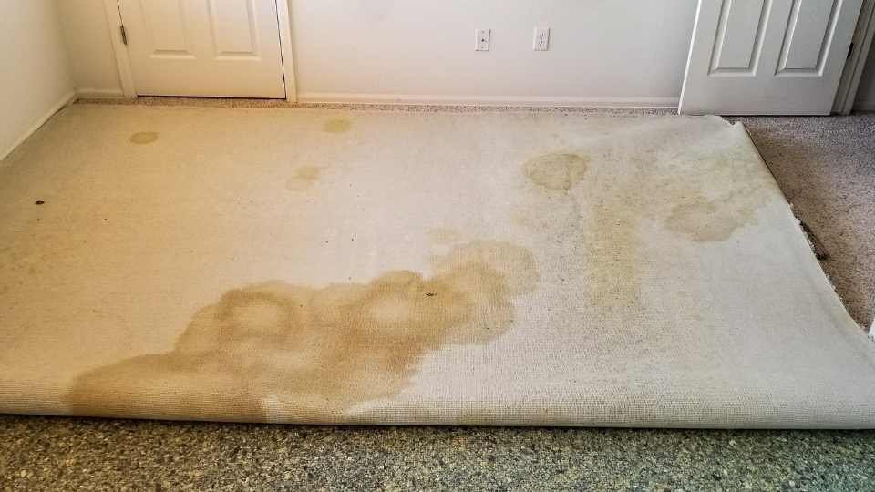 Pet urine stains on back of rolled up carpet removed by Carpet Cleaning of Murfreesboro